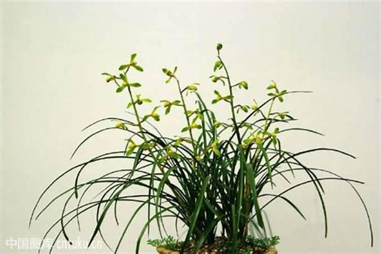 白兰花用什么肥料最好(白兰花怎么施肥长得快开花多)