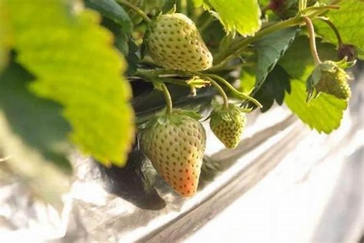 草莓各个时期的施肥方案 什么时候冲高磷肥