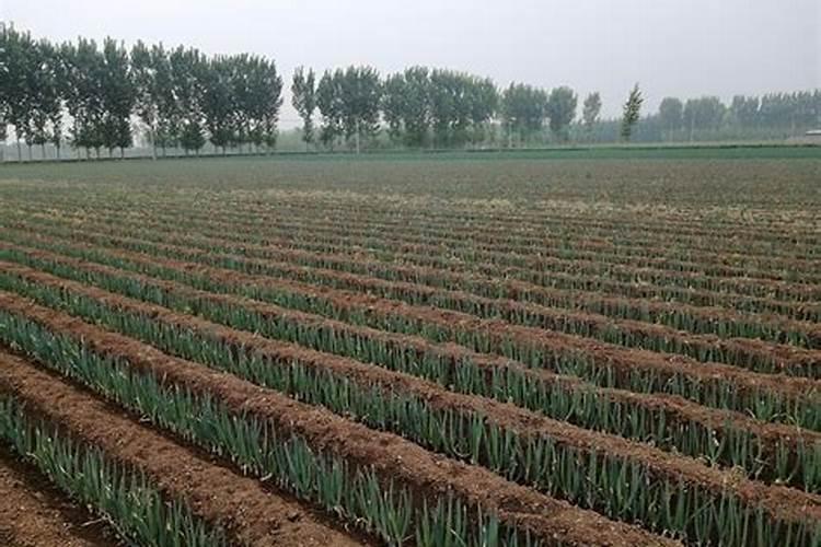 洋葱中后期追施什么肥