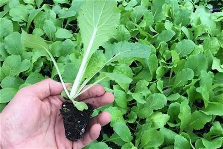 过磷酸钙一亩用几斤虾塘