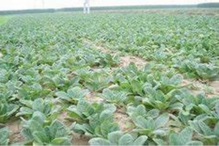 地黄施肥方法和注意事项 地黄的养殖方法和注意事项是什么