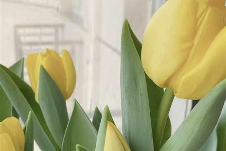 郁金香如何施肥