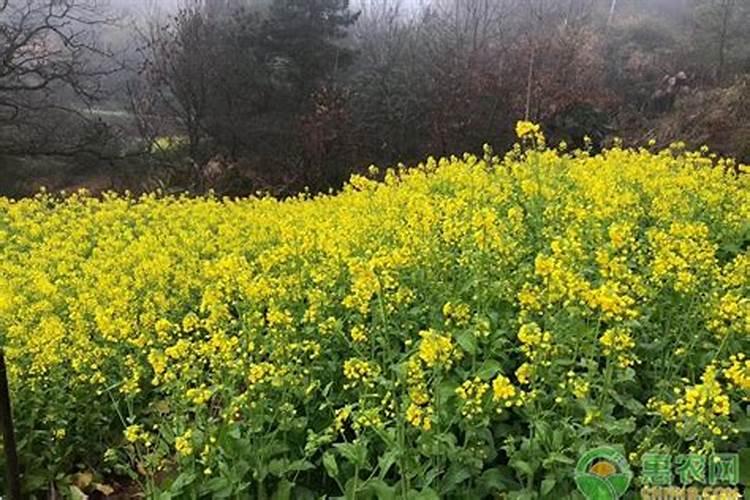 油菜种植用一亩地用多少肥料