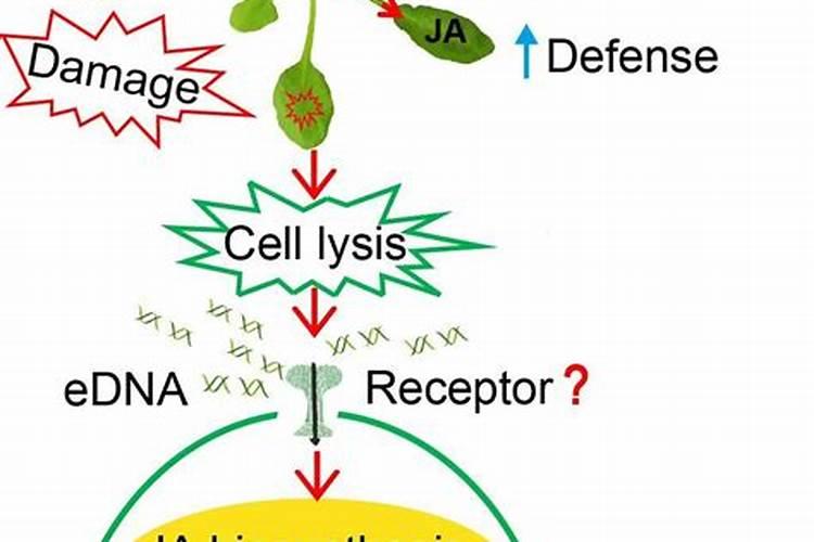 氮肥过多如何补救