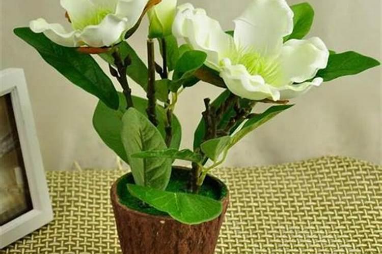 钾肥适合哪些花