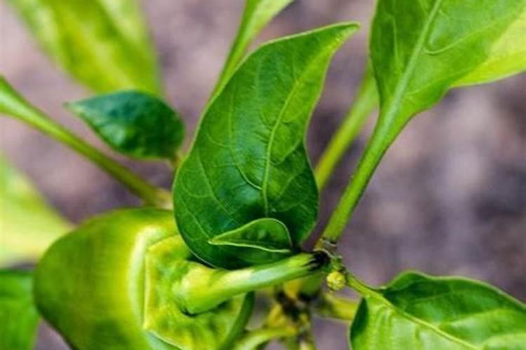 植物缺钙怎么解决？什么钙肥补充效果更好？