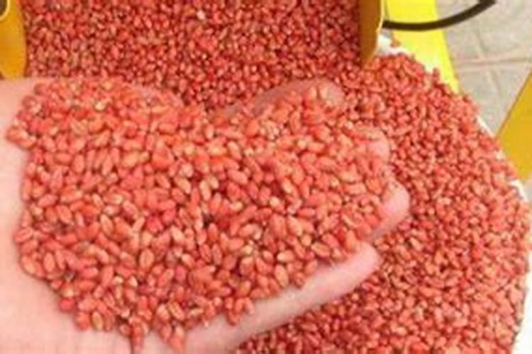 黄豆最佳种植时间,在种植过程中,需要注意些什么？