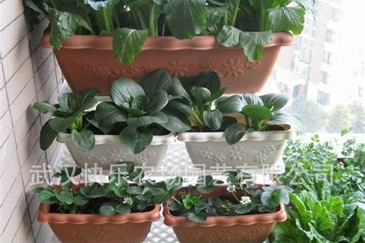 阳台种菜施什么肥