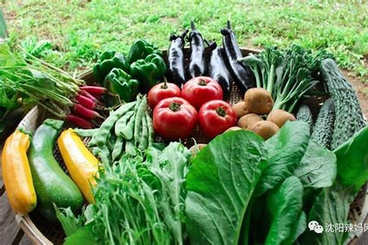 广东种菜用什么肥料好