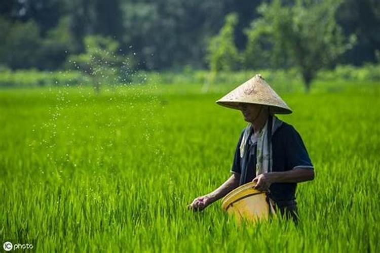 施肥多久下雨才有效 肥料会被雨水冲走吗