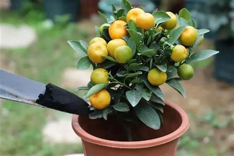 一颗橘子树施肥用多少过磷酸钙？