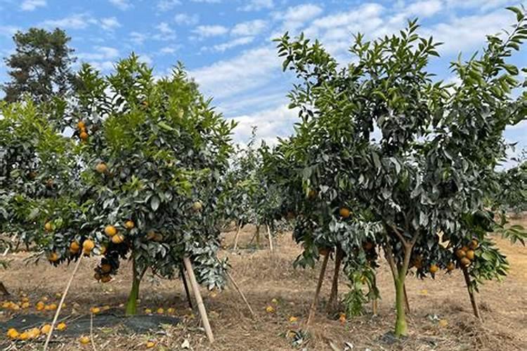 沃柑春季的管理方法是什么？