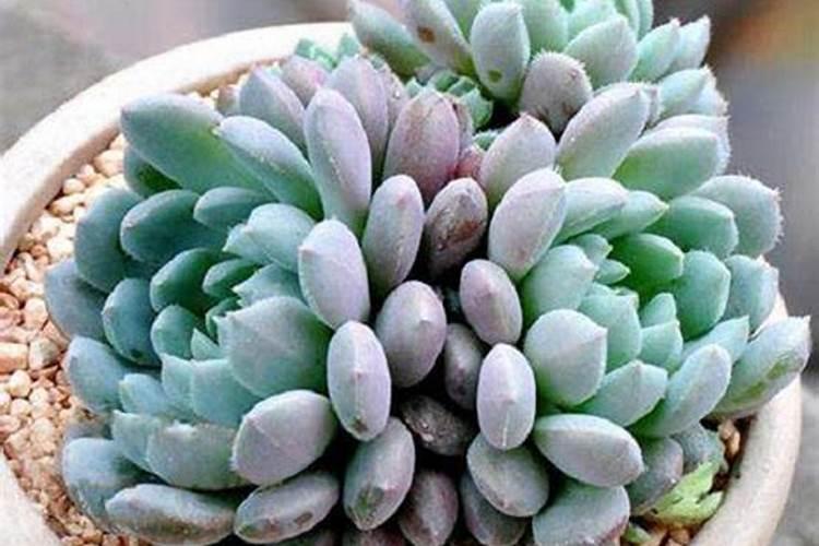 小蓝衣多肉怎么养 小蓝衣多肉如何养