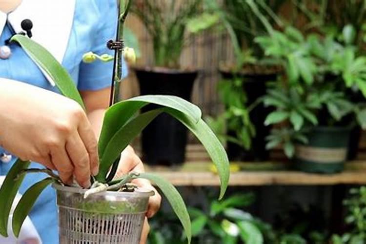 蝴蝶兰可施氮肥吗