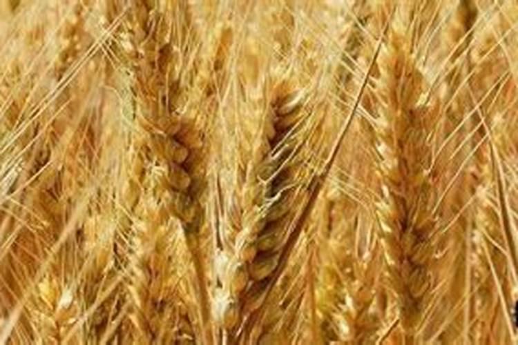 小麦冬季喷叶面肥有哪些好处,出苗需要多少积温