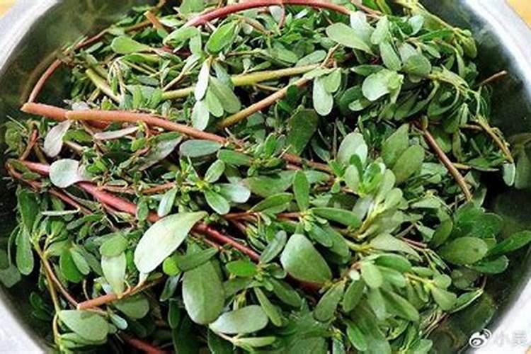 树马齿苋花怎么养 树马齿苋花喜欢什么环境