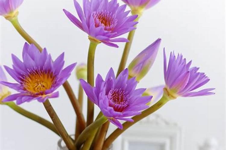 郁金香鲜切花怎么水养