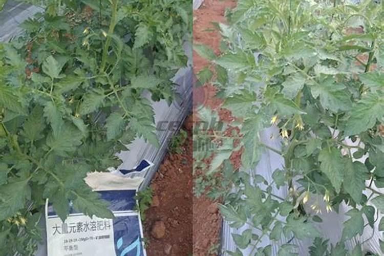 玉米小苗打复硝酚钠好不好