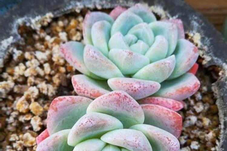 辣椒坐齐果后施尿素可以吗