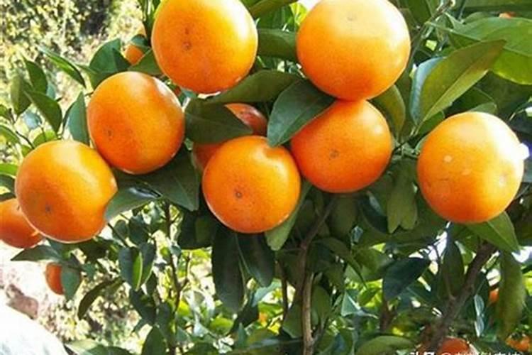 柑的栽培技术