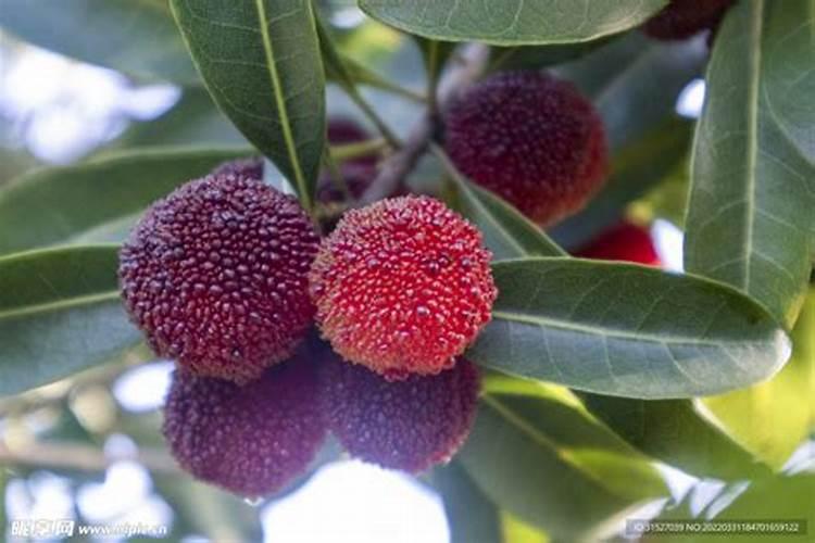 杨梅树施什么肥最好