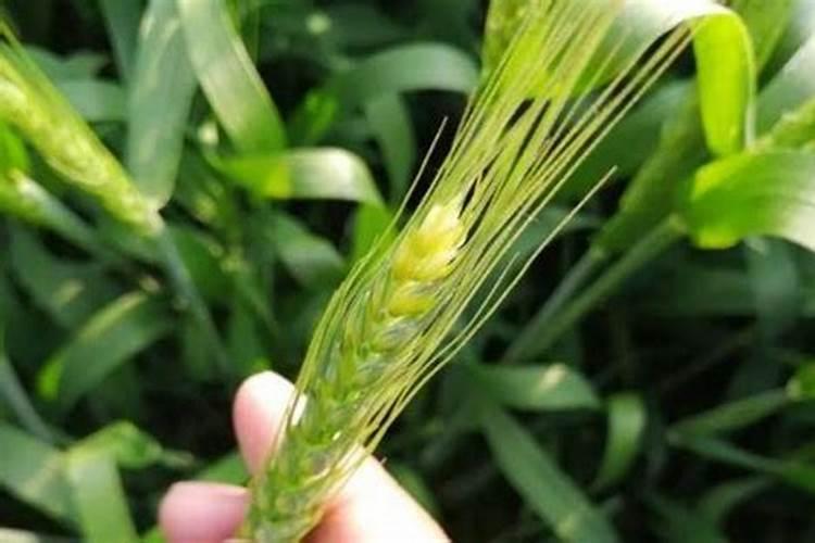 小麦什么时候喷芸苔素 如何喷施效果好