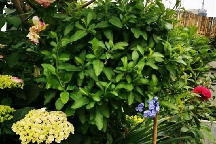 复合肥可以种花吗