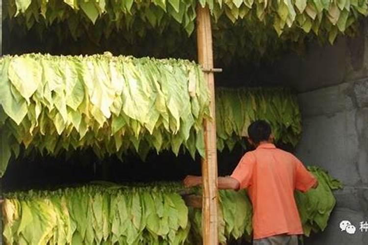 烤烟一次冲施多少肥料？烤烟用叶面肥比较好？烤烟喷施昆仑风