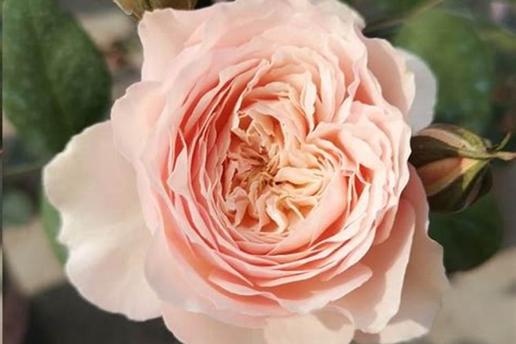 月季花施磷酸二氢钾肥料的正确用法