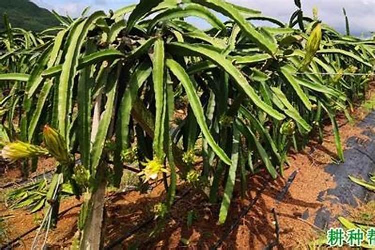 阳台种花怎样自制肥料 自制肥料用什么最好