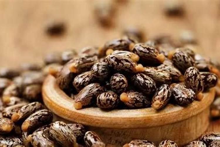 蓖麻有什么作用