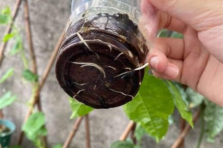 百香果叶面肥有哪些