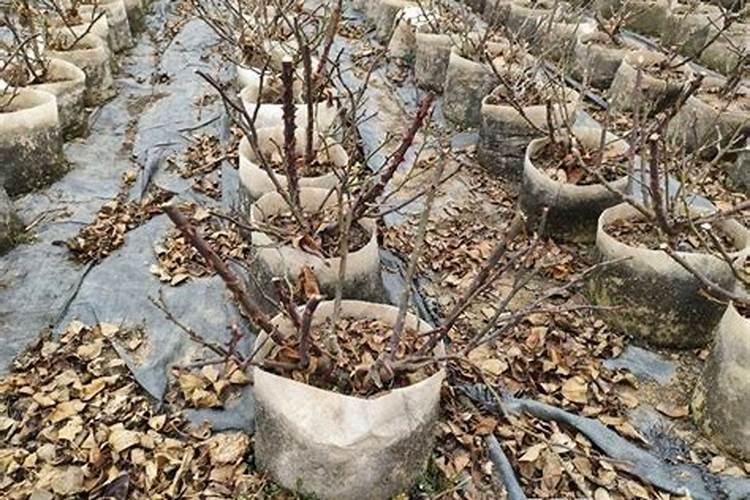 养殖场粪便无害化处理有方法 —— 发酵制作有机肥