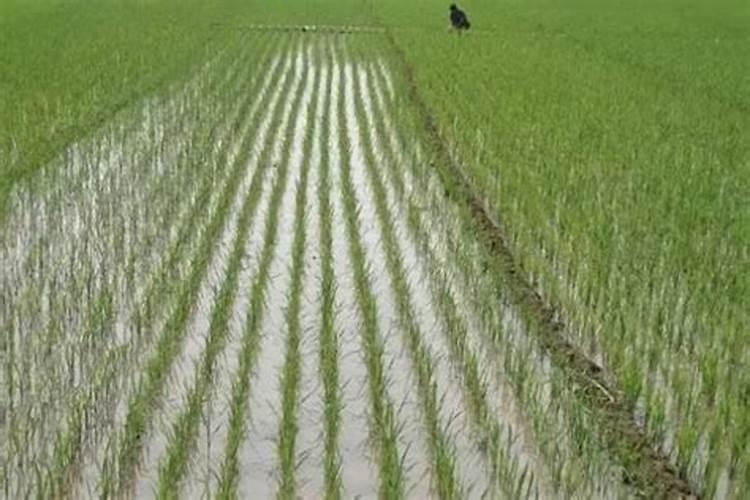 百香果在开花结果期间要施什么肥？