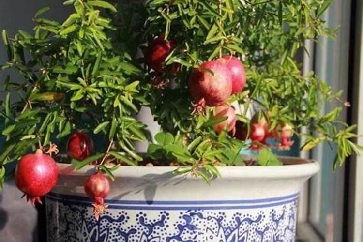 家里石榴树怎么施肥