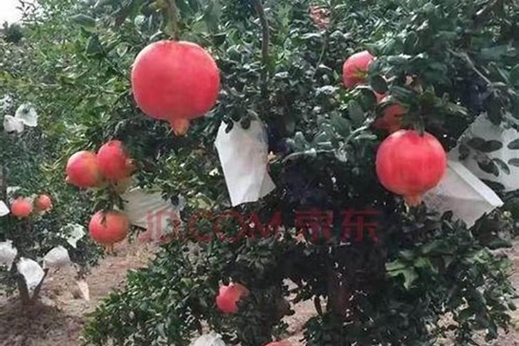 中量元素水溶肥使用方法