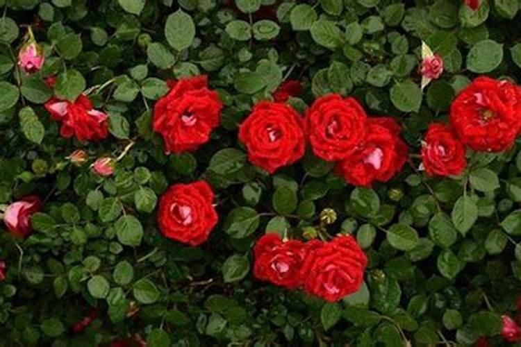 月季花上什么肥好