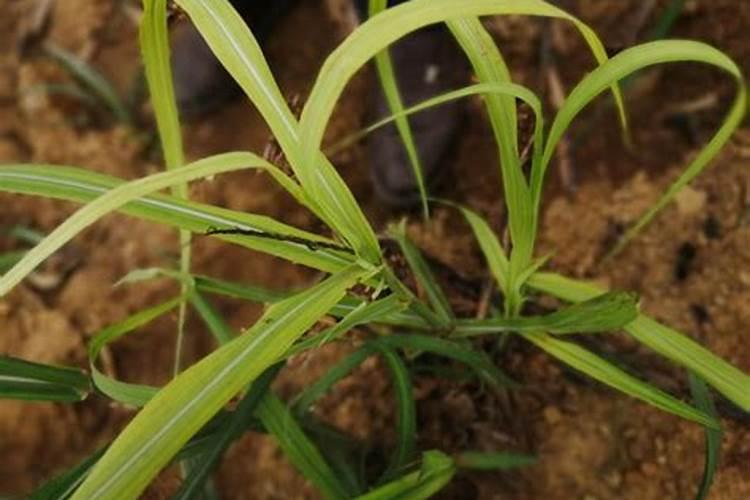 甜椒的种植方法和时间种植技术和管理要点