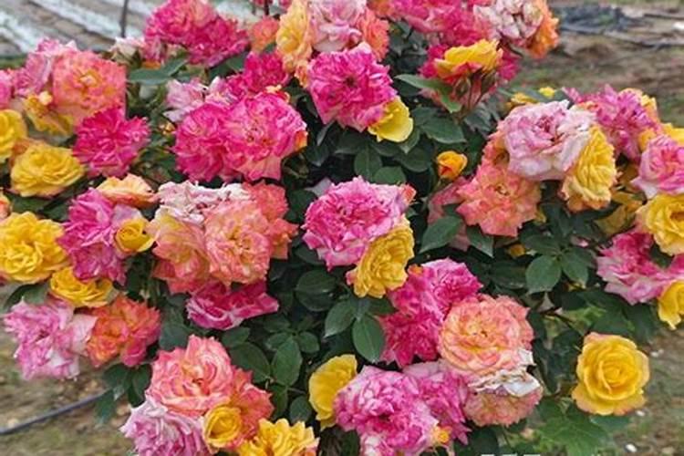 月季开花用什么肥