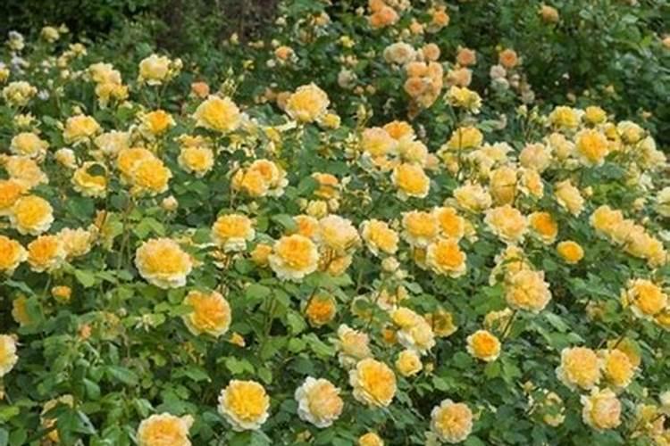 月季开花用什么肥