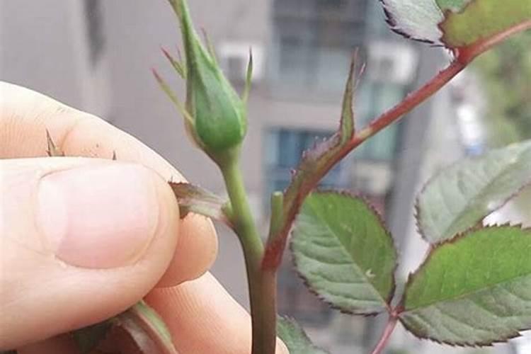 月季发芽的时候需要施肥吗？