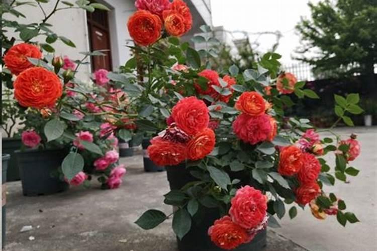 月季发芽后可以施肥吗