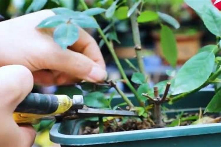 月季花多久施肥一次月季花施肥时间