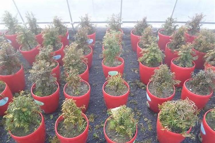 红豆杉施什么肥好,红豆杉施氮、磷、钾肥最好