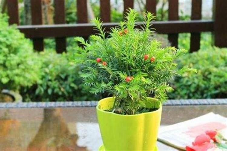 红豆杉施什么肥最好