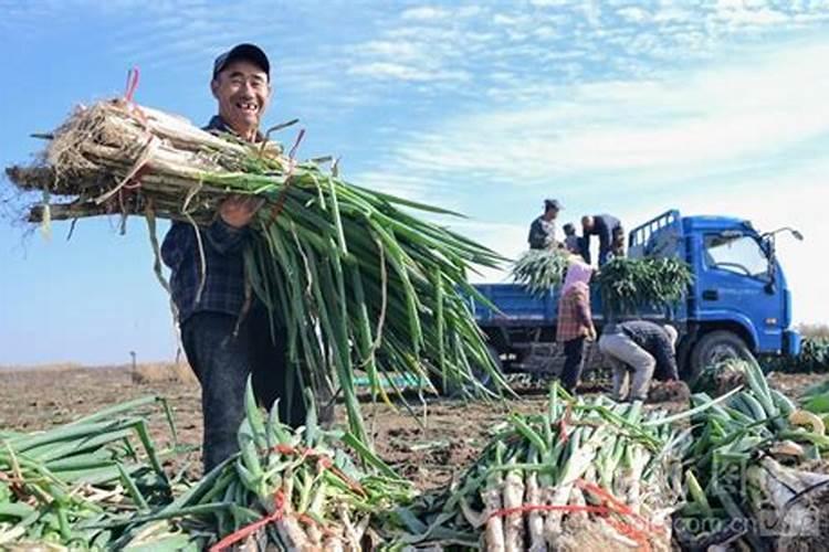 大葱用什么水溶肥效果好？大葱专用肥是什么肥料？