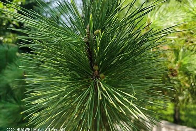 用什么肥料让松树长得快