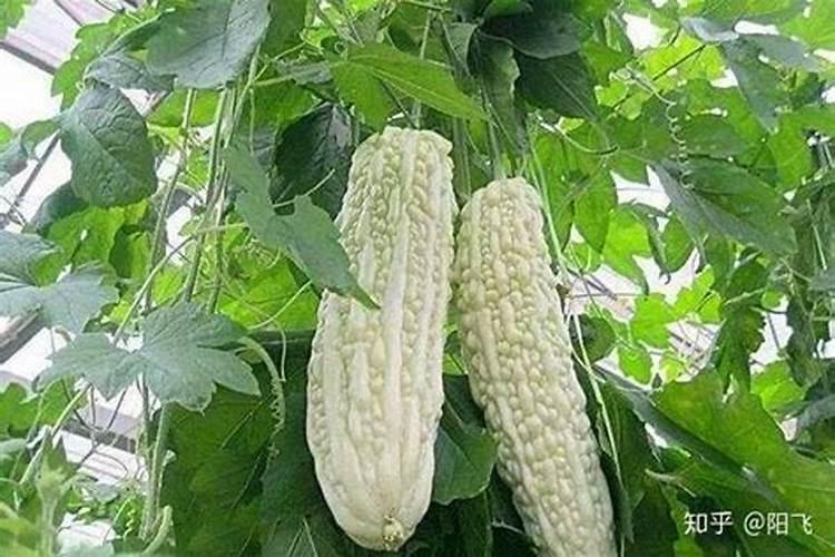 苦瓜用什么肥料最好