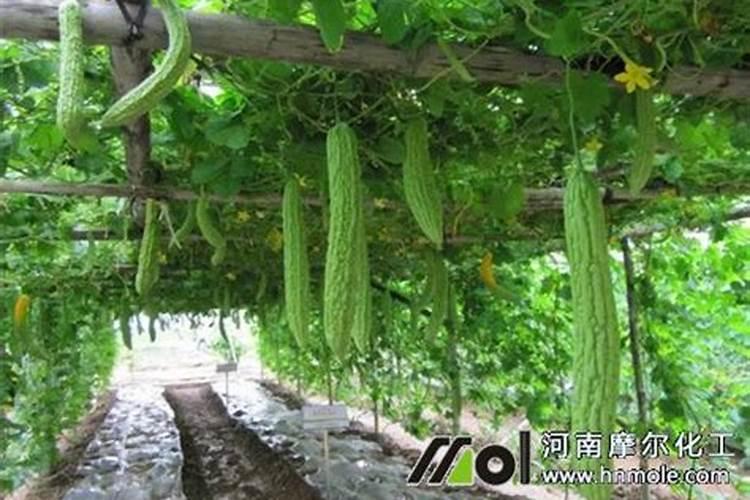 苦瓜用什么肥料最好
