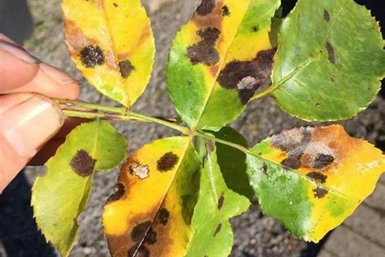 月季花季怎样施肥